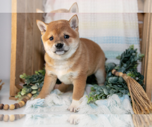 Medium Photo #10 Shiba Inu Puppy For Sale in TOPEKA, IN, USA