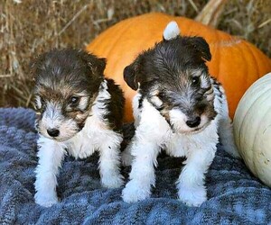 Wire Fox Terrier Litter for sale in MARENGO, IL, USA