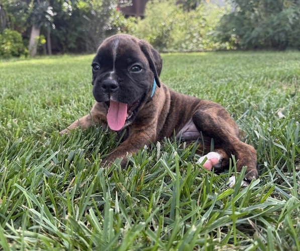 Medium Photo #8 Boxer Puppy For Sale in LONG BEACH, CA, USA