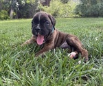 Small #7 Boxer