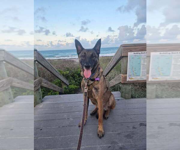 Medium Photo #5 German Shepherd Dog-Unknown Mix Puppy For Sale in Imlay City, MI, USA