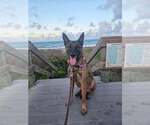 Small #4 German Shepherd Dog Mix