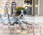Small #3 Australian Cattle Dog