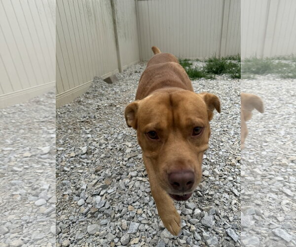 Medium Photo #4 American Pit Bull Terrier-Unknown Mix Puppy For Sale in Corning, AR, USA