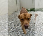Small #3 American Pit Bull Terrier Mix