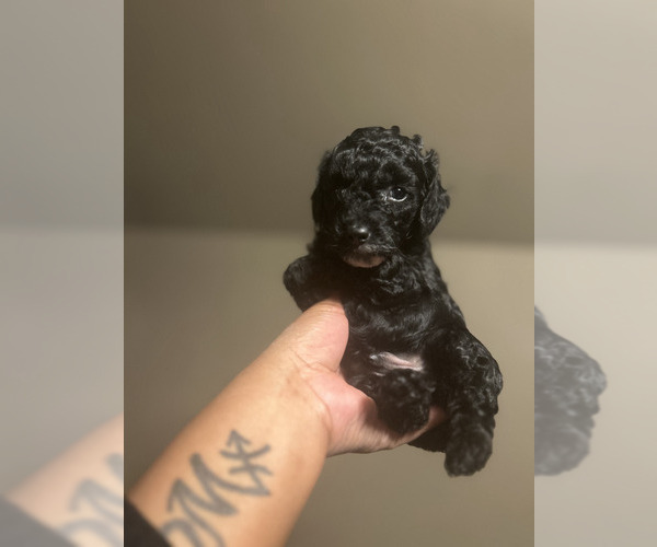 Medium Photo #7 Poodle (Toy) Puppy For Sale in MURFREESBORO, TN, USA