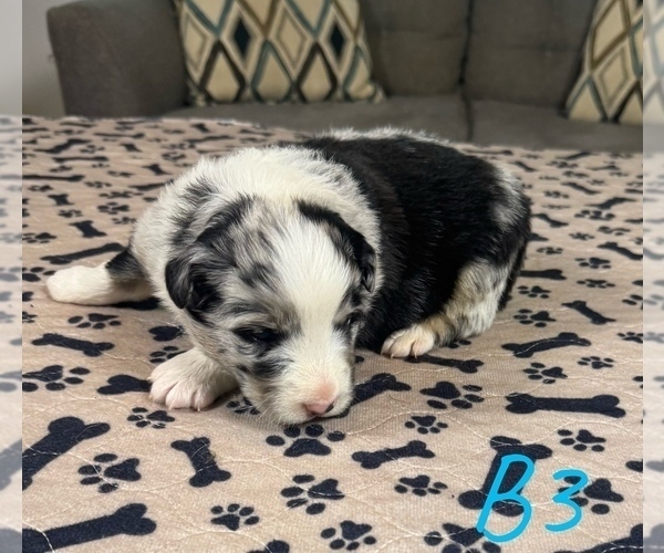 Medium Photo #18 Australian Shepherd Puppy For Sale in SALISBURY, NC, USA