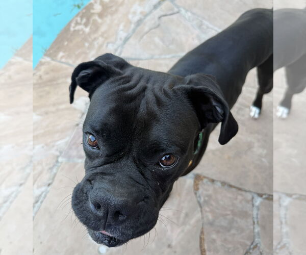 Medium Photo #3 Boxer Puppy For Sale in  Katy, TX, USA