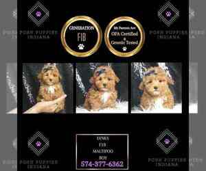 Maltipoo Puppy for Sale in WARSAW, Indiana USA