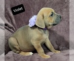 Small Photo #8 Cane Corso Puppy For Sale in POMEROY, OH, USA