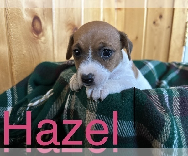 Jack Russell Terrier PUPPY FOR SALE ADN693413 Purebred Jack Russell