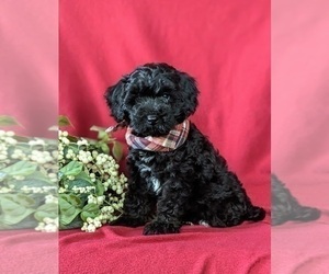 Bichpoo-Poodle (Miniature) Mix Puppy for sale in NOTTINGHAM, PA, USA