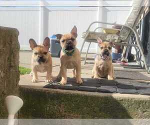 French Bulldog Puppy for sale in SPRINGFIELD GARDENS, NY, USA