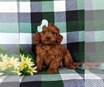 Small Photo #5 Cavapoo Puppy For Sale in CHRISTIANA, PA, USA