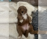 Small #3 Goldendoodle (Miniature)