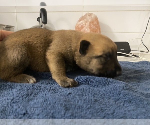 Medium Photo #11 Malinois Puppy For Sale in BRONX, NY, USA