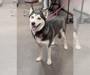 Siberian Husky Dogs for adoption in Forestville, MD, USA
