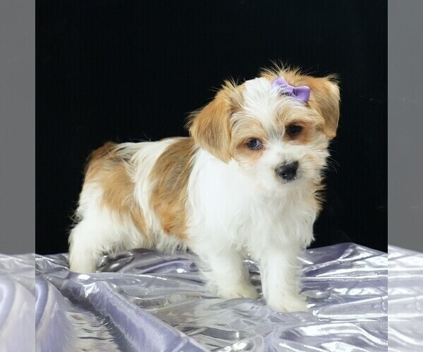 Medium Photo #3 Morkie Puppy For Sale in ROCK VALLEY, IA, USA