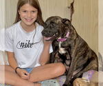 Small #3 American Pit Bull Terrier Mix