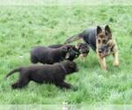 Small Photo #6 German Shepherd Dog Puppy For Sale in CENTERVILLE, WA, USA