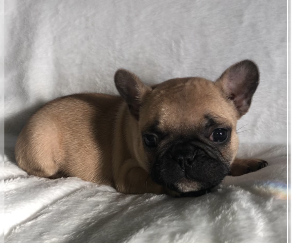 Medium Photo #1 French Bulldog Puppy For Sale in BARSTOW, CA, USA