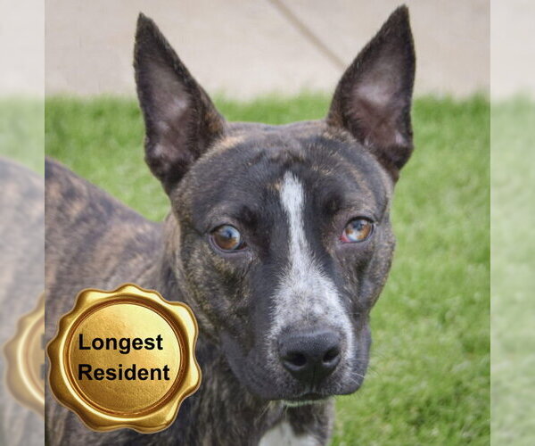 Medium Photo #2 American Staffordshire Terrier-Boston Terrier Mix Puppy For Sale in Huntley, IL, USA