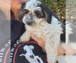 Small #1 Australian Shepherd-Maltese Mix