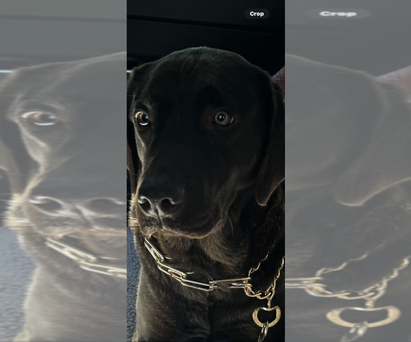 Medium Photo #8 Labrador Retriever Puppy For Sale in SIMI VALLEY, CA, USA