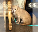 Small #3 Chihuahua Mix