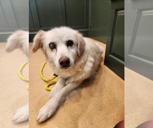 Sadie - Female Golden Retriever-Unknown Mix Dog for Adoption - Photo #5