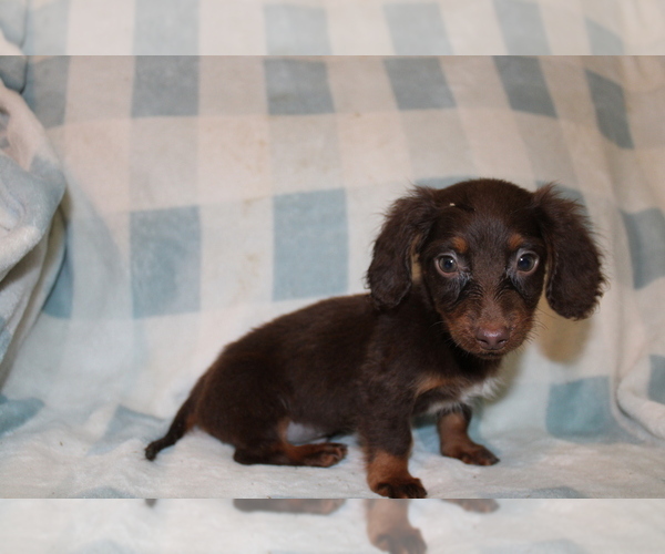 Medium Photo #6 Dachshund Puppy For Sale in BLMGTN, IN, USA