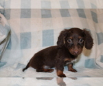 Small #5 Dachshund