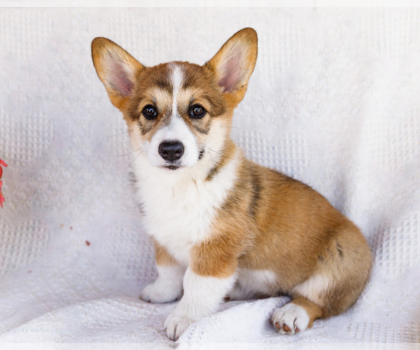 Medium Photo #10 Pembroke Welsh Corgi Puppy For Sale in WAKARUSA, IN, USA