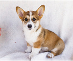 Small #9 Pembroke Welsh Corgi