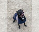 Small #1 Labrador Retriever