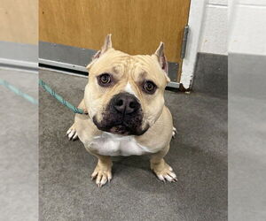 American Bulldog Dogs for adoption in Forestville, MD, USA