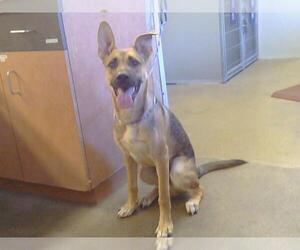 German Shepherd Dog Dogs for adoption in Sacramento, CA, USA