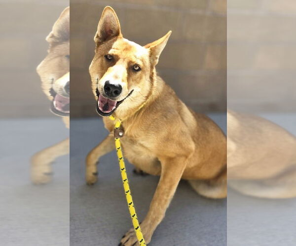 Medium Photo #2 Mutt Puppy For Sale in Salinas, CA, USA