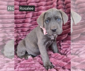 Cane Corso Puppy for sale in MINERAL WELLS, WV, USA