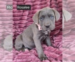 Image preview for Ad Listing. Nickname: Rosalee