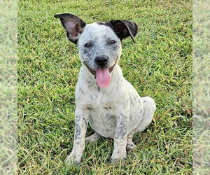 Mutt Dogs for adoption in Rockaway, NJ, USA