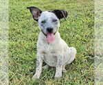Small Mutt