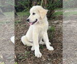 Small #9 Great Pyrenees