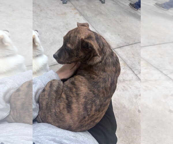 Medium Photo #7 German Shepherd Dog-Unknown Mix Puppy For Sale in Princeton, MN, USA