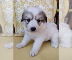 Great Pyrenees Puppy for sale in BIRCH TREE, MO, USA