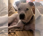 Small Photo #19 Bulldog-Unknown Mix Puppy For Sale in Chandler, AZ, USA