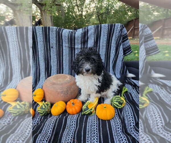 Medium Photo #8 Goldendoodle-Poodle (Miniature) Mix Puppy For Sale in CANON CITY, CO, USA