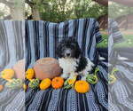 Small #7 Goldendoodle-Poodle (Miniature) Mix
