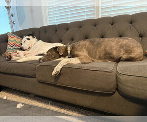 Peter Pan (Peter Pan Litter) - Male Mountain Cur-Unknown Mix Dog for Adoption - Photo #20