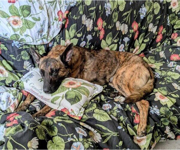 Medium Photo #5 - Mix Puppy For Sale in Imlay City, MI, USA